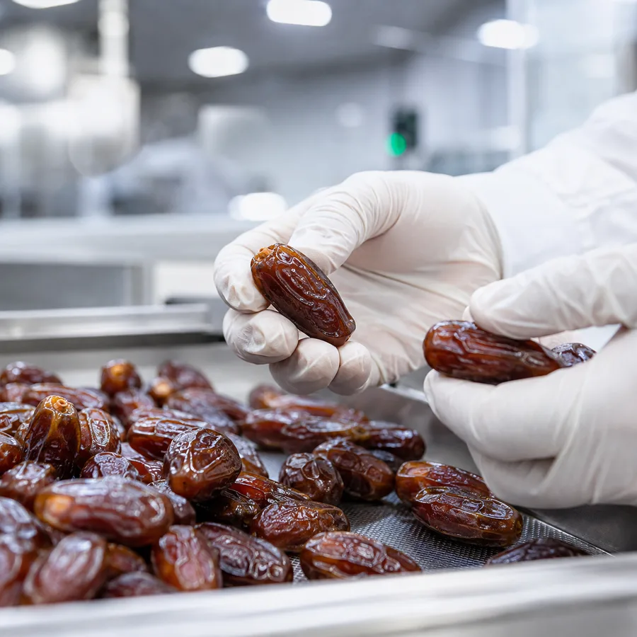 Seleksi mutu kurma di fasilitas yang higienis